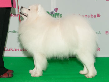 Zamoyski LUCKY ORLANDO | Samoyed 