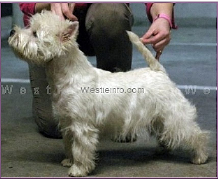 White Villan No Doubt | West Highland White Terrier 