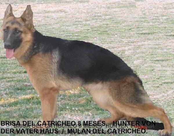 Brisa del Catricheo | German Shepherd Dog 