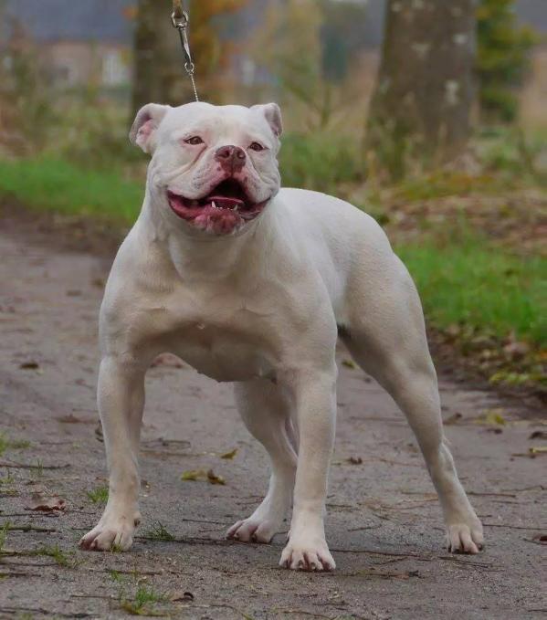 Bulletbulls Bora | American Bulldog 