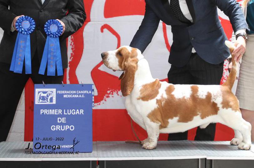 Dorian Gray CAMBLANC (Almazan/Campos) | Basset Hound 