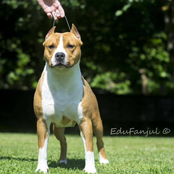 Karballido staffs kathalina | American Staffordshire Terrier 