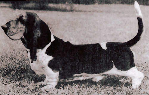 Lyn-Mar Acres M'Lord Batuff | Basset Hound 