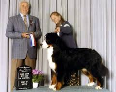 Mountain Spirit's Judge | Bernese Mountain Dog 