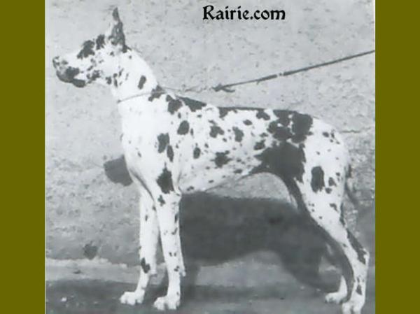 Carmen Von Der Nurburg | Great Dane 