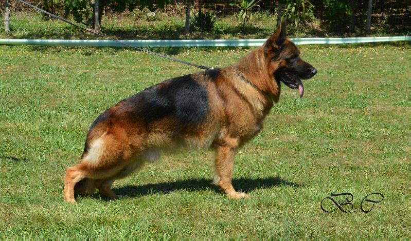 Esteban di casa parziale | German Shepherd Dog 