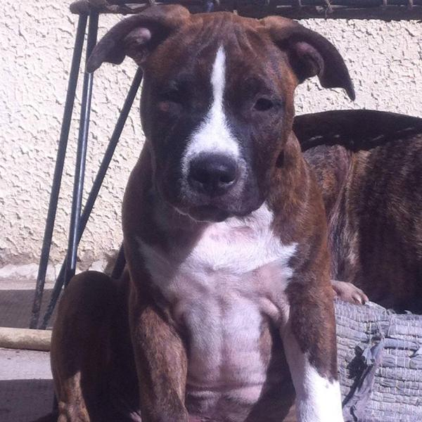 Jetsan Cans Juansa | American Staffordshire Terrier 
