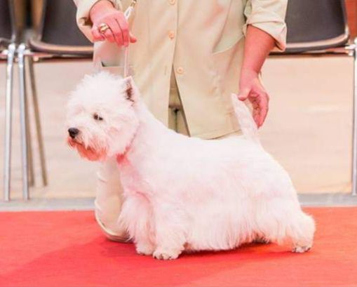 French Kiss du Moulin de Mac Gregor | West Highland White Terrier 