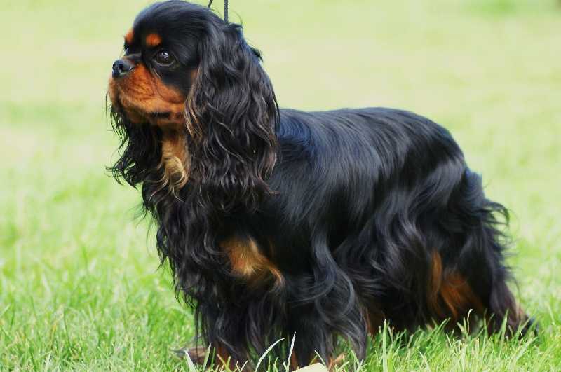 Barnaby Des Buis De La Muscadiere | Cavalier King Charles Spaniel 