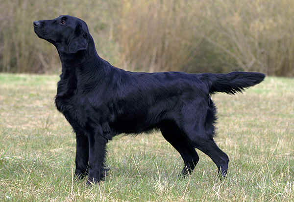 Starworkers Key To My Heart | Flat-Coated Retriever 