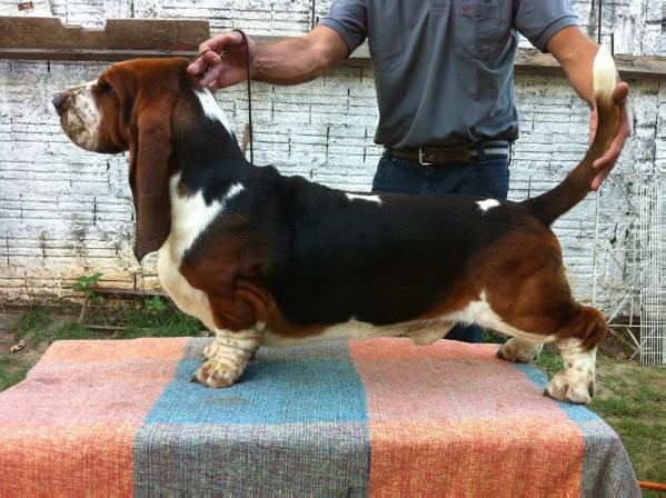 Flirt van Hollandheim | Basset Hound 