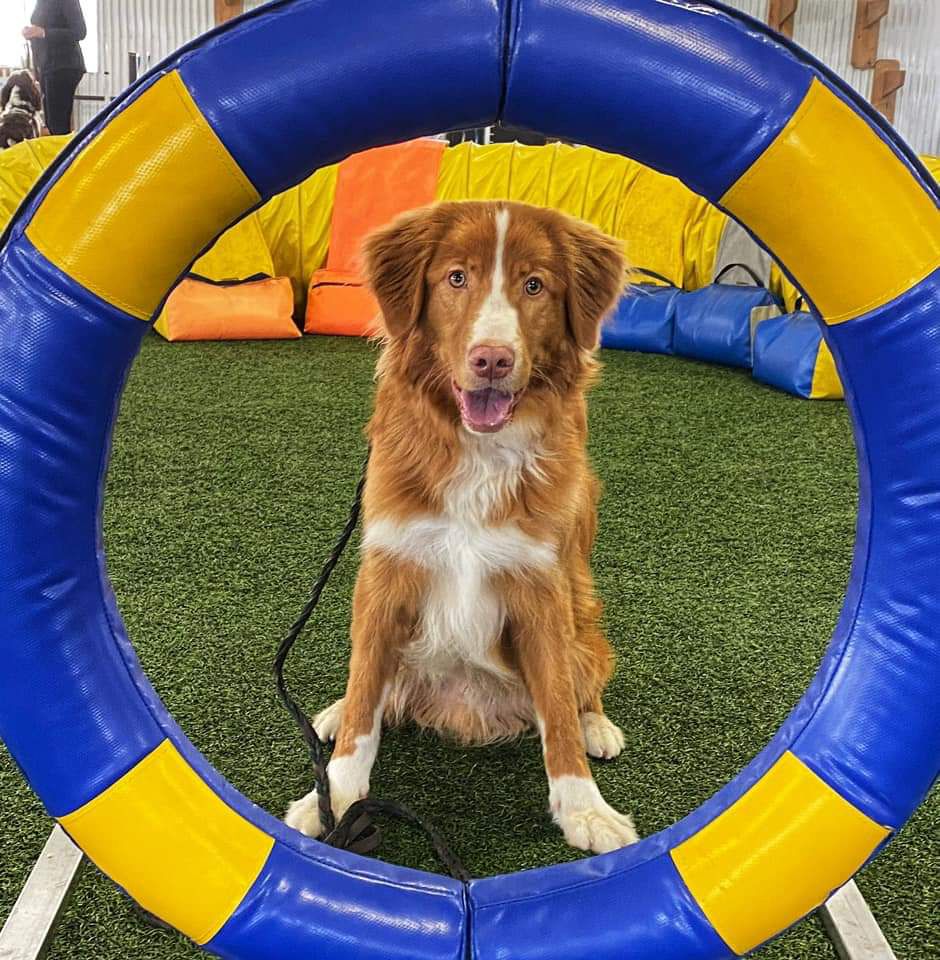 Oryxes Triple Point Twister | Nova Scotia Duck Tolling Retriever 