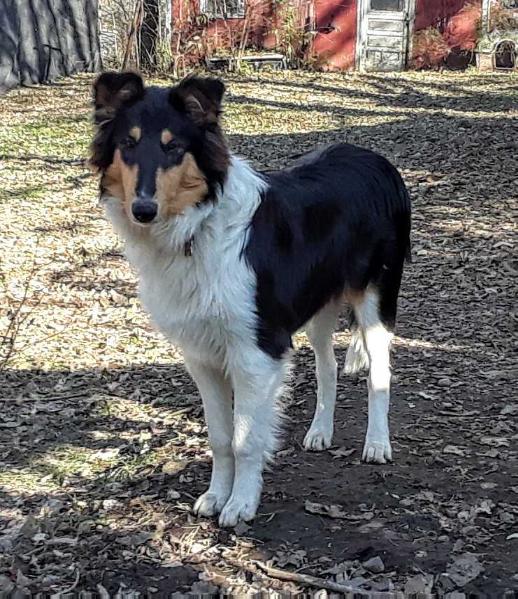 LC's Ragtime Trixie of Clark Station | Rough Collie 