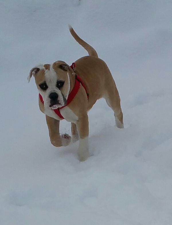 SJK jax teller | American Bulldog 