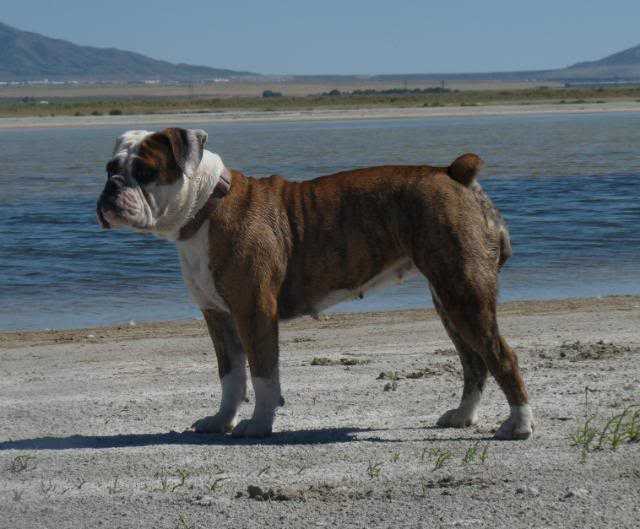 Beard's Harley Girl of 7 Acres | Olde English Bulldogge 