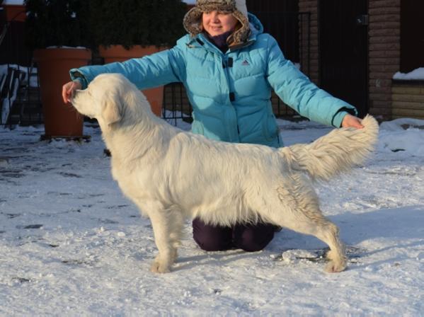 SANNY SMILE Forward Ukraine | Golden Retriever 