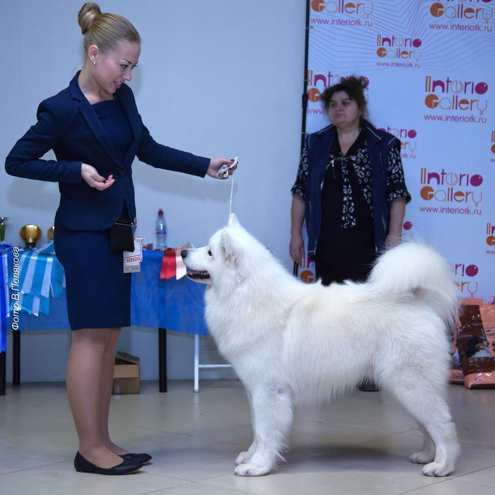 Edelweiss iz Korolevstva Margarity | Samoyed 