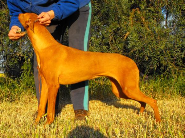 vicoridge lotsa glory | Pharaoh Hound 