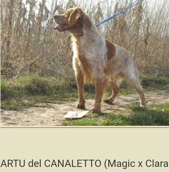 ARTU del Canaletto | Brittany 