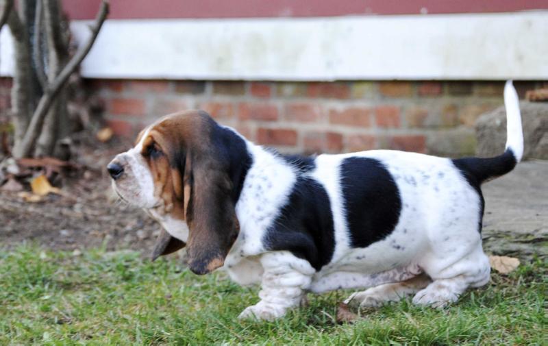 Barnside Love You To The Moon And Back-Lovey | Basset Hound 