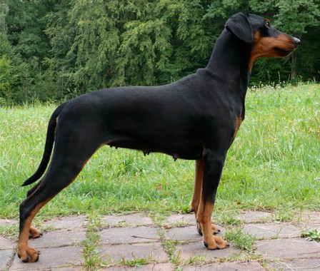 Duffyco's SAMARA | German Pinscher 