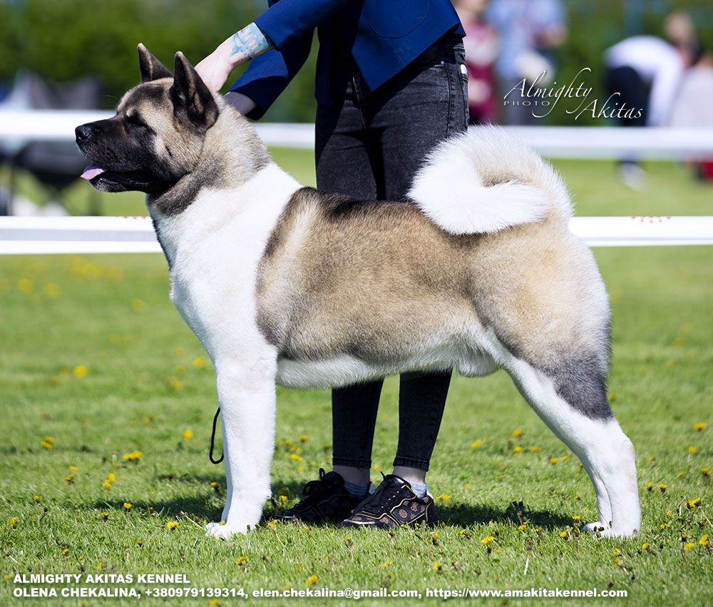 Siberian Hunter Kailash Sacred Mountain | Akita 