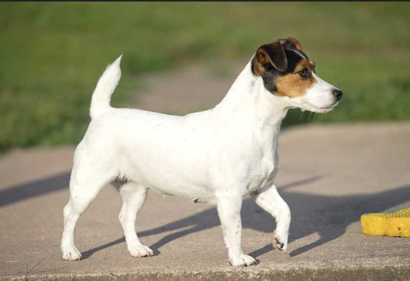 Foxfield On The Rocks | Jack Russell Terrier 