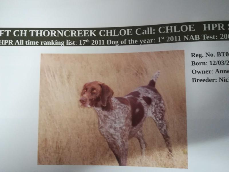 THORNCREEK CHLOE NA | German Shorthaired Pointer 