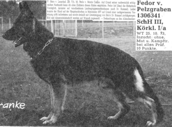 Fedor vom Pelzgraben | German Shepherd Dog 