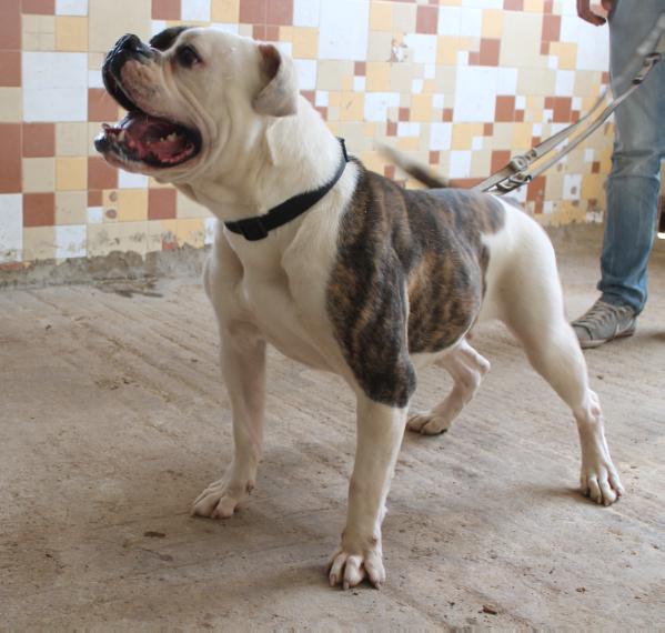 Fanny of Arkè Bull | American Bulldog 