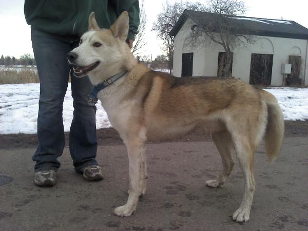 Seppaltas Carmel | Siberian Husky 