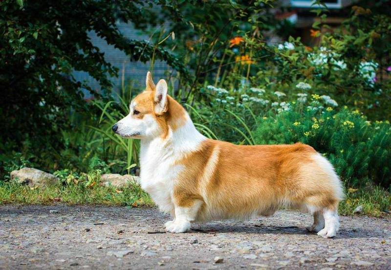 Donaway's Orange Pop | Pembroke Welsh Corgi 
