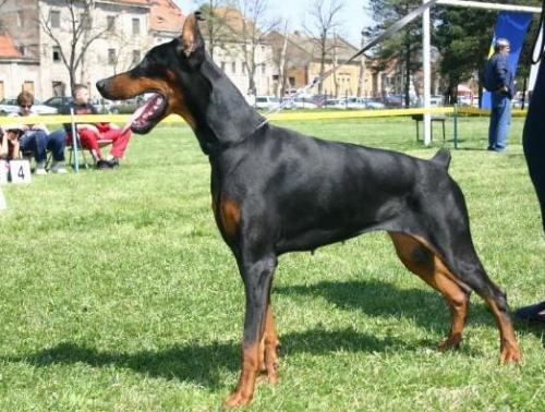 Maximus Magister v. Hunnoterra | Black Doberman Pinscher