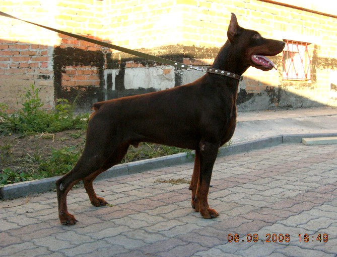 Sergius-Aleksandrija Remark | Brown Doberman Pinscher