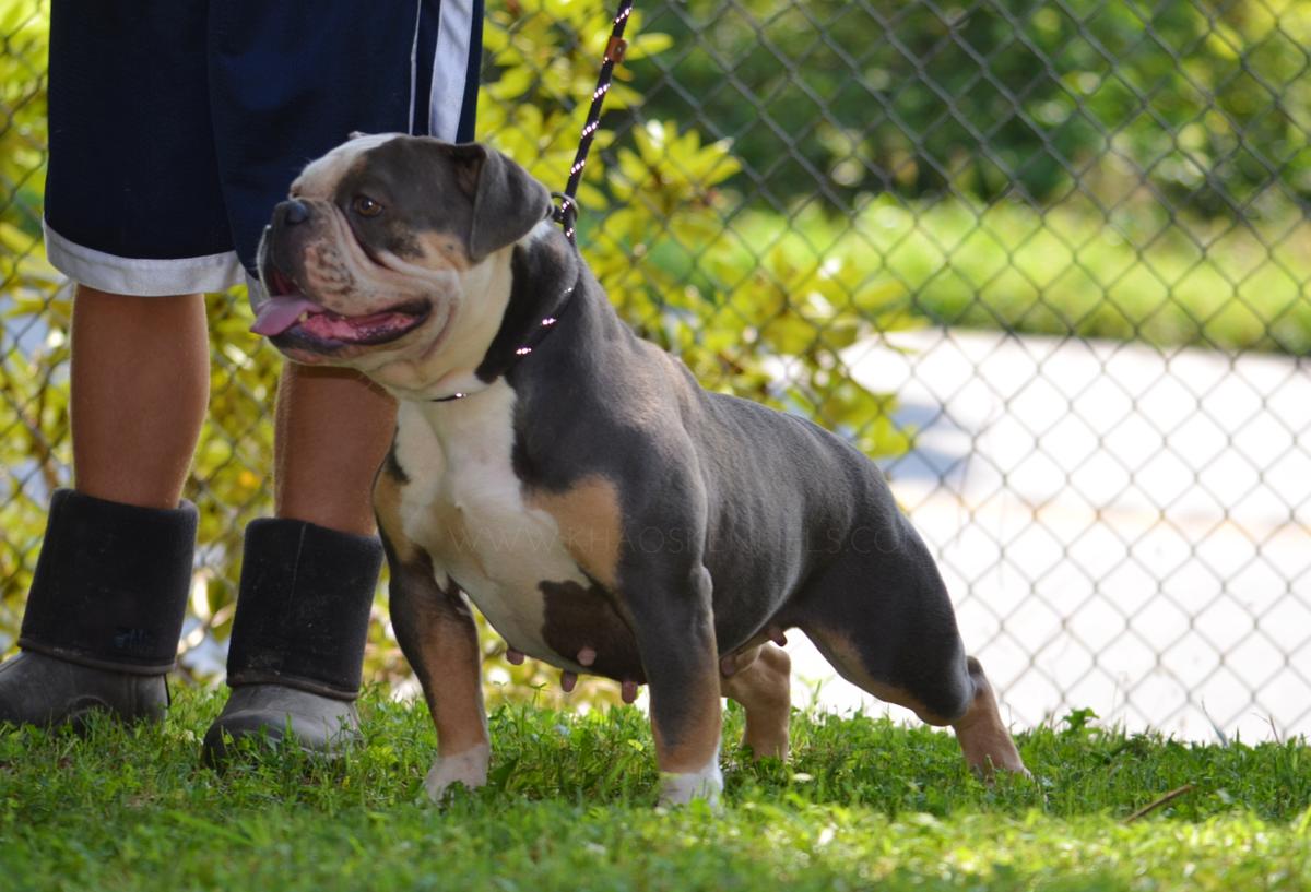 Bluedevil's La La Lacey | Olde English Bulldogge 