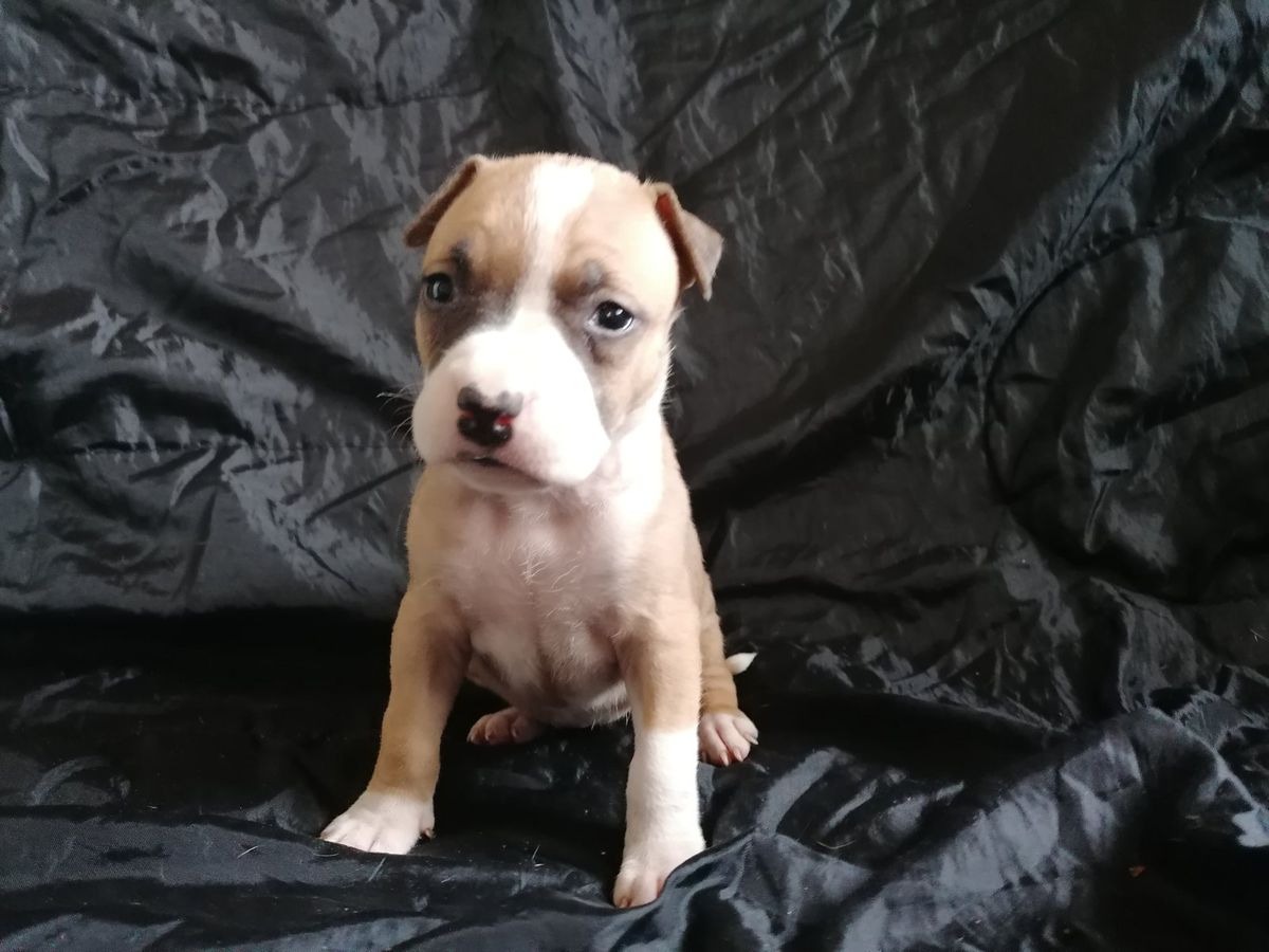 LORENS MY LEGASY | American Staffordshire Terrier  LORENS MY LEGASY | American Staffordshire Terrier