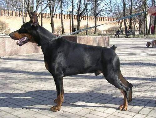 Sergius-Aleksandrija Kamelot | Black Doberman Pinscher