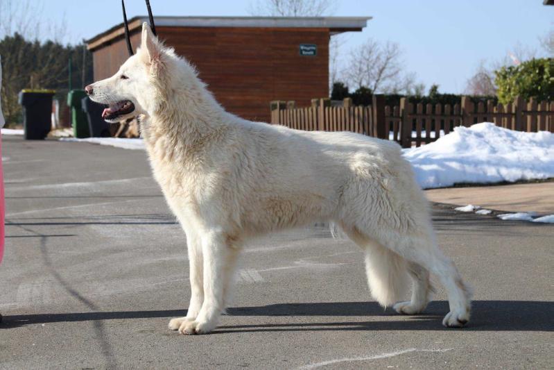 Here come's Jules von der Nordhelle | White Swiss Shepherd Dog 