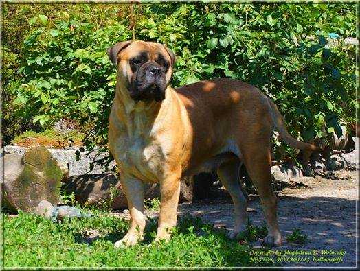 EBONY FACE Nestor Notabilis | Bullmastiff 