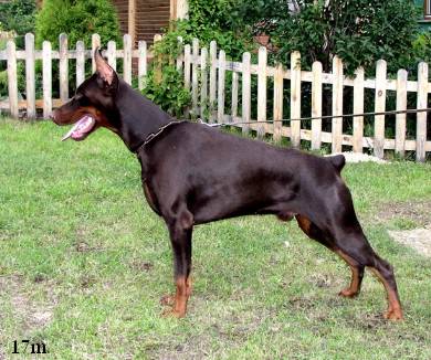 Sergius-Aleksandrija Kamill | Brown Doberman Pinscher