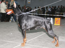 Sergius-Aleksandrija Kievskaia Rus | Black Doberman Pinscher