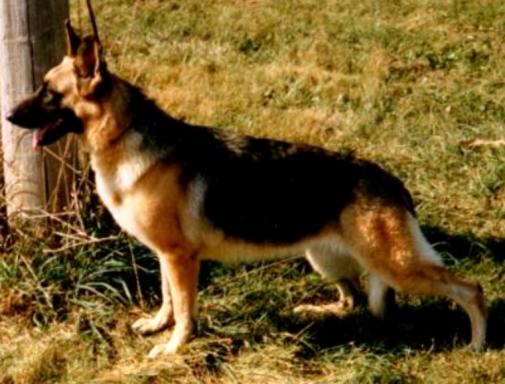Sahiela Ursa vom Raebark | German Shepherd Dog 