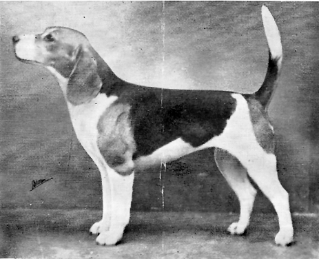 Baker's Becky | Beagle 