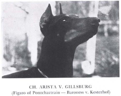 Arista v. Gillsburg | Black Doberman Pinscher