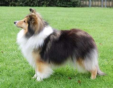 Milesend Midnight Storm At Benravia | Shetland Sheepdog 