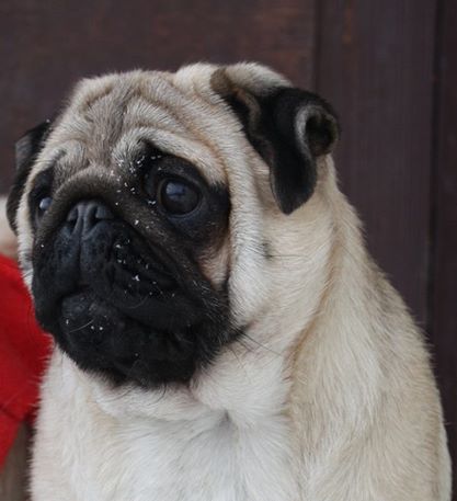 Sprogu Exclusive Empress | Pug 