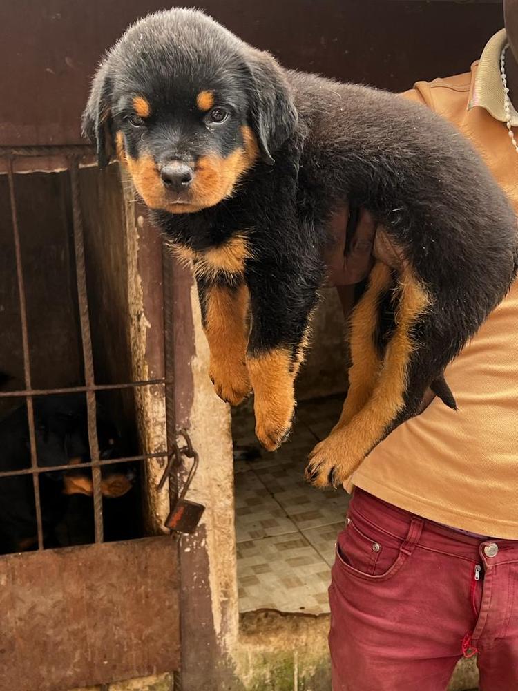 Falco of Forever Rich Kennel | Rottweiler 