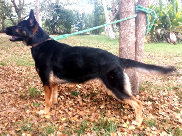 Nora de Villarrubia Reyero | German Shepherd Dog 