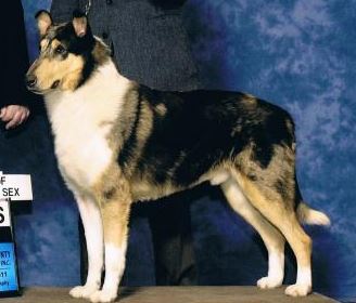 Tir Nan'Og Coal Miner Of Dunnideer | Smooth Collie 