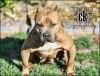Cali Kingpin's Bella Mafia | American Pit Bull Terrier 